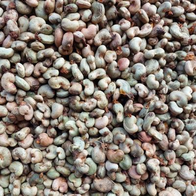 RAW CASHEW NUT AGENT