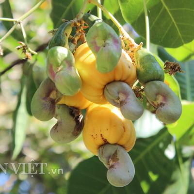 TRAINING INSPECTION, PURCHASE AND DRYING FOR INTERNATIONAL BUSINESSES AND LOCAL BUSINESSES IN AFRICA