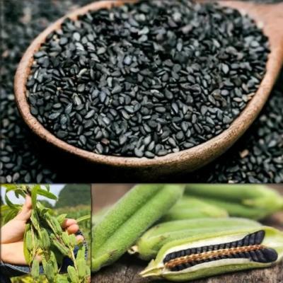 Brokerage services and import-export of agricultural products