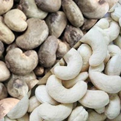 Broker agent for raw cashew nut and cashew kernel